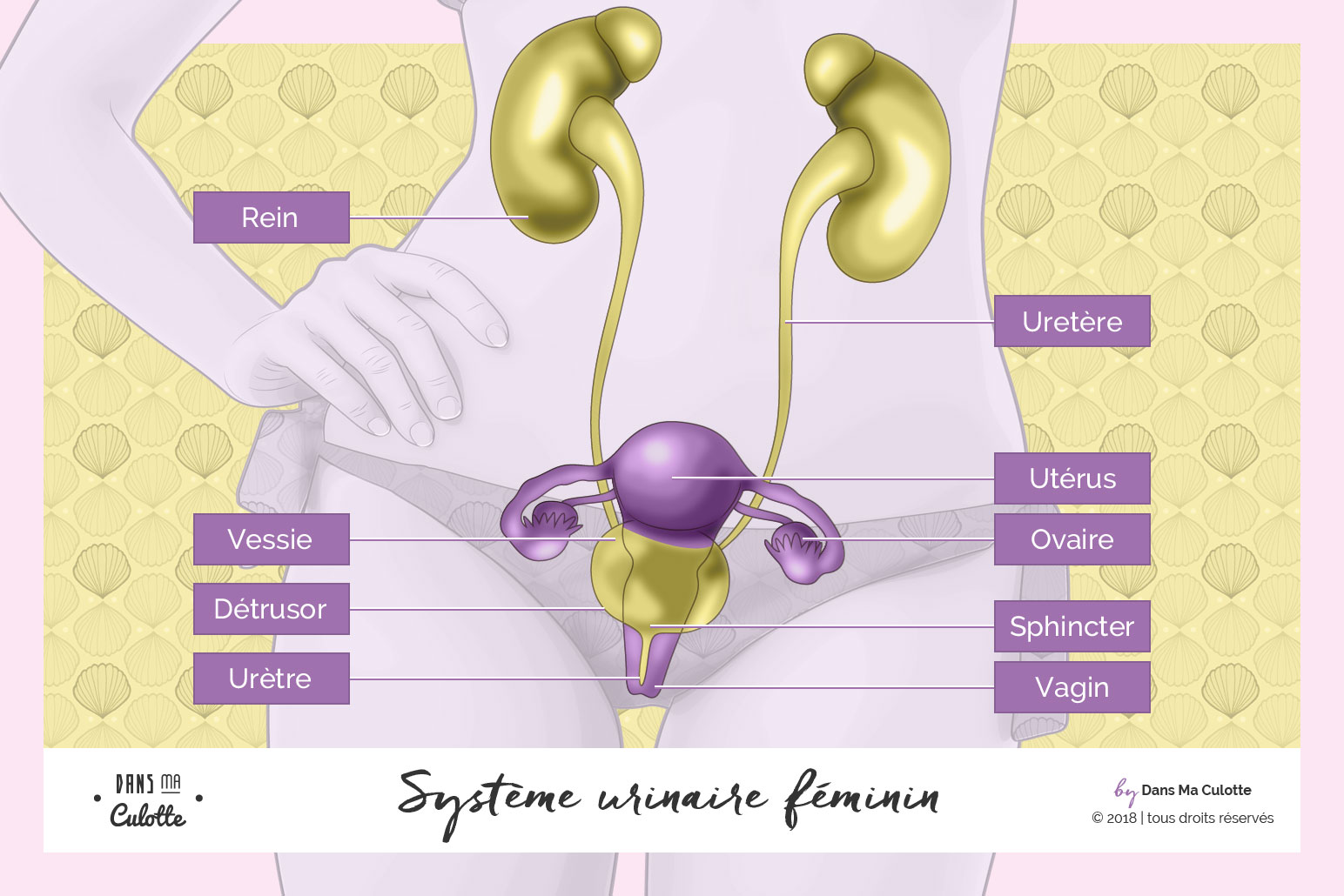 Dans Ma Culotte illustration : système urinaire